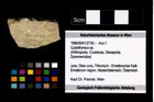 Foto (Objekt + Etikett) von Cyclothyreus sp.  (NHMW-GEO-1990-0041-2730)